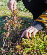 Micro Garden Care Checklist Every Grower Should Follow