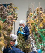 How to Maintain a Thriving Indoor Micro Grow Space Year Round