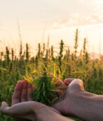 Essential Micro Garden Maintenance Tips for Healthy and High-Yield Plants